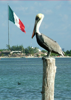 mexico_flag_pelican