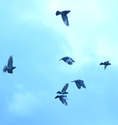 pigeons_in_flight