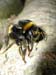 bumble_Bee_pollen