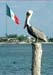 Mexico Pelican Flag